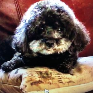 Meet your Posher, Patricia